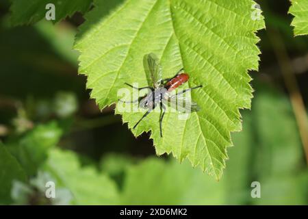 Nahaufnahme Tachinidenfliege, Cylindromyia bicolor, Familie Tachinidae. Auf einem Blatt. Sommer, Juni, Frankreich Stockfoto