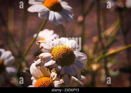 Nahaufnahme von weißen Gänseblümchen mit gelben Zentren in einem Garten. Die Blüten sind leicht verwelkt und der Hintergrund ist unscharf. Stockfoto