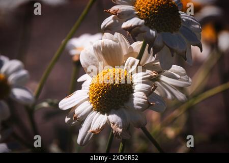 Nahaufnahme von verwelkten Gänseblümchen mit gelben Mittelpunkten und weißen Blütenblättern im Sonnenlicht. Stockfoto