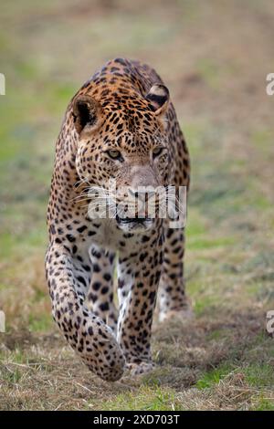 Sri-lankischer Leopard, der auf die Kamera zugeht Stockfoto