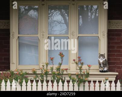 Hauskatzen aus Melbourne, Australien. Stockfoto