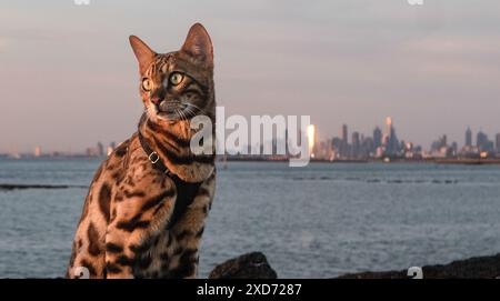 Hauskatzen aus Melbourne, Australien. Stockfoto