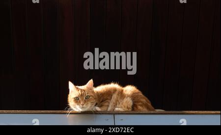 Hauskatzen aus Melbourne, Australien. Stockfoto