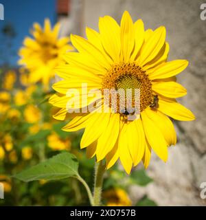 Wildbiene und gewöhnliche Honigbiene zusammen auf einer Sonnenblumenblüte im Garten eines Bauernhauses mit einer Gruppe von Sonnenblumen im glatten, verschwommenen Hintergrund Stockfoto