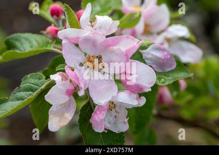 WA24826-00....WASHINGTON - Fuji Apfelblüte (Malus pumila) in einem Garten von Edmonds. Stockfoto