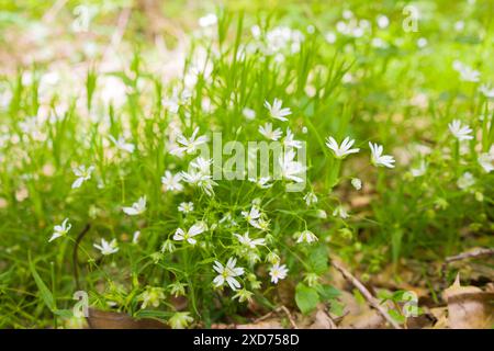 Die weiße Stellaria Rabelera blüht im Wald, mit grünen Blättern, die über gefallenen Blättern wachsen Stockfoto