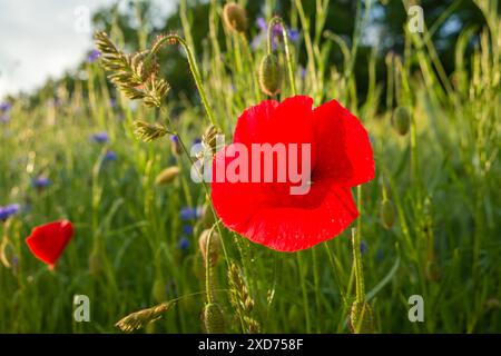 Rote Mohnblume mit Samenkapseln am Rand eines Feldes mit verschwommenen blauen Kornblumen im Hintergrund Stockfoto