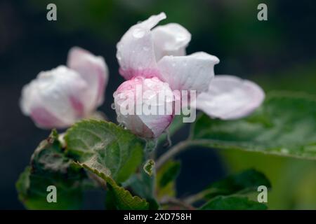 WA24827-00....WASHINGTON - Fuji Apfelblüte (Malus pumila) in einem Garten von Edmonds. Stockfoto