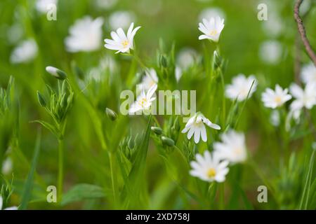 Weiße Stellaria Rabelera blüht im Wald mit glatten grünen Blättern und einem schönen, glatten, frischen grünen Hintergrund Stockfoto