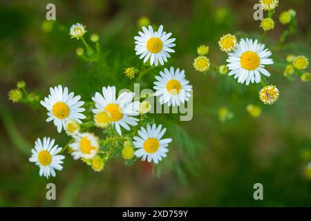 Weiße und gelbe Camomila-Blüten auf einem Feld im Sommer von oben gesehen mit schmaler Tiefe des Feldes auf glattem grünem Hintergrund Stockfoto