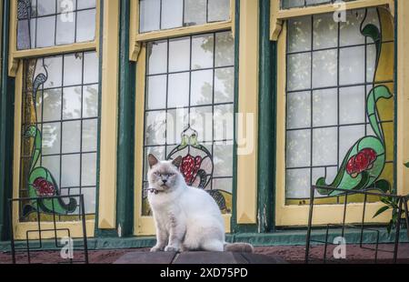 Hauskatzen aus Melbourne, Australien. Stockfoto