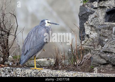 Großaufnahme von Egretta novaehollandiae, Standing with One Leg, Dunedin, Neuseeland. Auch bekannt als White-fronted Heron, gebürtig in Neuseeland Stockfoto