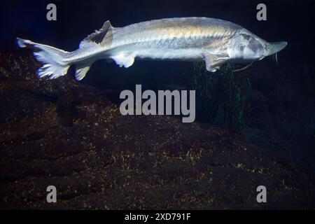 Große weiße Fische schwimmen in einer dunklen Höhle. Der Fisch ist von Felsen und Pflanzen umgeben. Die Szene ist geheimnisvoll und ruhig. Große Fische, die anmutig darin schwimmen Stockfoto