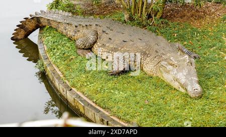 Großer, gruseliger Alligator, der sich auf dem grünen Gras eines Sees sonnt Stockfoto