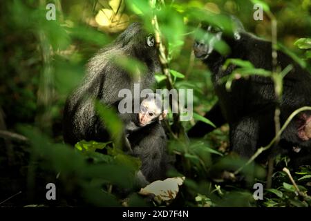 Ein erwachsenes Weibchen von Sulawesi Schwarzhaubenmakaken (Macaca nigra) kümmert sich um einen Nachwuchs im Tangkoko Nature Reserve, Nord-Sulawesi, Indonesien. Stockfoto