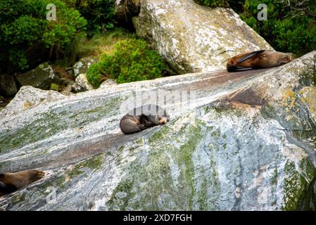 Seals im Milford Sound, Neuseeland Stockfoto