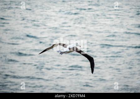 Northern Royal Albatross - Neuseeland Stockfoto