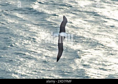 Northern Royal Albatross - Neuseeland Stockfoto