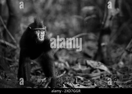 Umweltporträt einer jungen Sulawesi-Schwarzkammmakake (Macaca nigra), die im Naturschutzgebiet Tangkoko, Nordsulawesi, Indonesien, forscht. Stockfoto