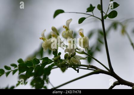 Blühende weiße Moringa-Blumen auf Zweig in natürlichem Licht in einem Garten Stockfoto