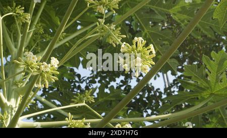 Wunderschöne Papaya-Blüten hängen an einem Papaya-Baum am hellen Tageslicht Stockfoto