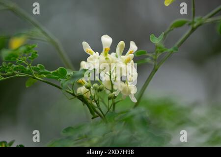 Blühende weiße Moringa-Blumen auf Zweig in natürlichem Licht in einem Garten Stockfoto