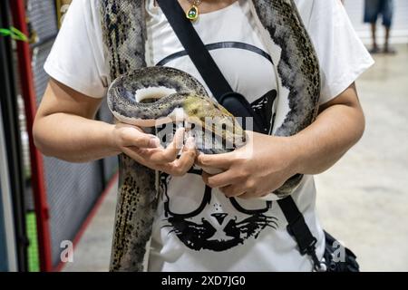Ballpython auf der Hand der Leute. Es ist ein beliebtes Haustier in Thailand. Stockfoto