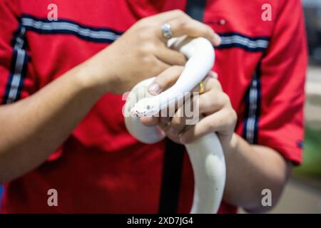 Ballpython auf der Hand der Leute. Es ist ein beliebtes Haustier in Thailand. Stockfoto