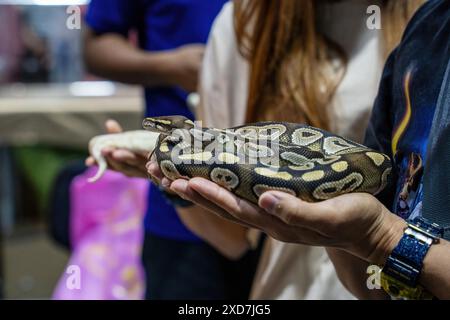 Ballpython auf der Hand der Leute. Es ist ein beliebtes Haustier in Thailand. Stockfoto