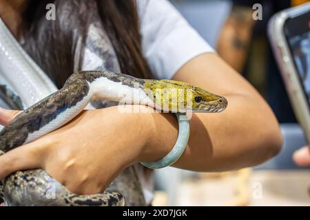 Ballpython auf der Hand der Leute. Es ist ein beliebtes Haustier in Thailand. Stockfoto