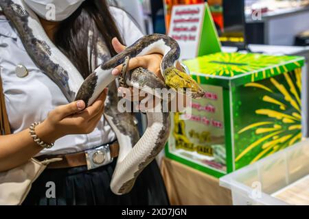 Ballpython auf der Hand der Leute. Es ist ein beliebtes Haustier in Thailand. Stockfoto