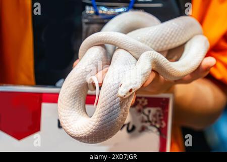 Ballpython auf der Hand der Leute. Es ist ein beliebtes Haustier in Thailand. Stockfoto