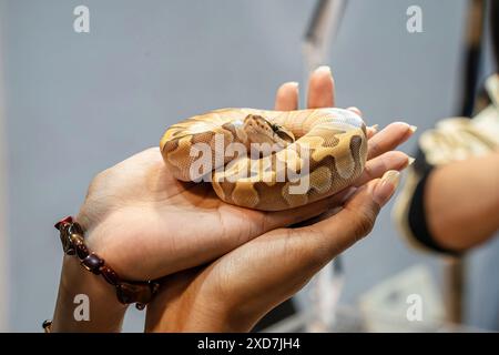 Ballpython auf der Hand der Leute. Es ist ein beliebtes Haustier in Thailand. Stockfoto