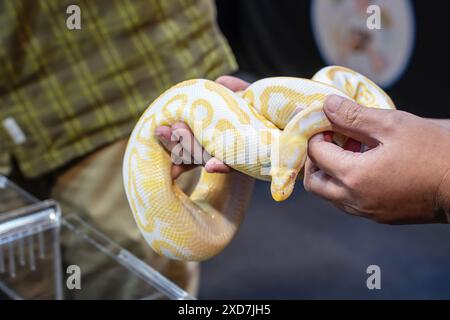 Ballpython auf der Hand der Leute. Es ist ein beliebtes Haustier in Thailand. Stockfoto