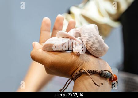 Ballpython auf der Hand der Leute. Es ist ein beliebtes Haustier in Thailand. Stockfoto
