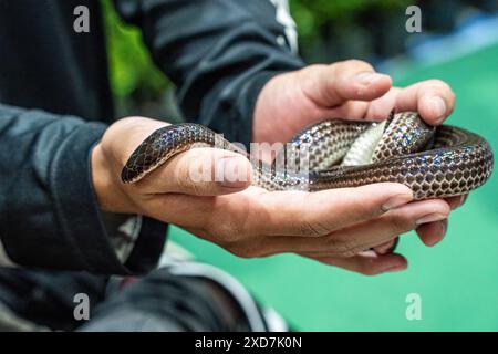 Ballpython auf der Hand der Leute. Es ist ein beliebtes Haustier in Thailand. Stockfoto