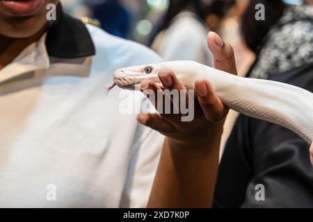 Ballpython auf der Hand der Leute. Es ist ein beliebtes Haustier in Thailand. Stockfoto