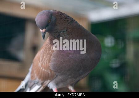 Farbenfrohe Taube detailgetreu in Vogelfotografie Stockfoto