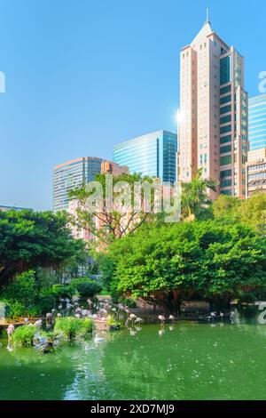 Flamingos am Vogelsee im Kowloon Park in Hongkong. Fantastische Stadtlandschaft. Hongkong ist ein beliebtes Touristenziel Asiens. Stockfoto