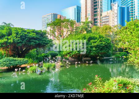 Flamingos am Vogelsee im Kowloon Park in Hongkong. Fantastische Stadtlandschaft. Hongkong ist ein beliebtes Touristenziel Asiens. Stockfoto