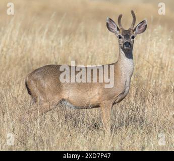 Schwarzschwanzhirsch-Buck-Weide. Edgewood Park and Natural Preserve, San Mateo County, Kalifornien, USA. Stockfoto