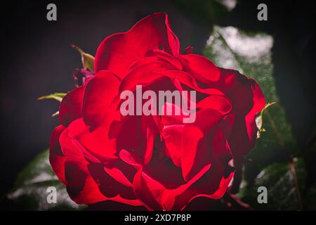 Nahaufnahme einer leuchtenden roten Rose in voller Blüte mit dunkelgrünen Blättern im Hintergrund. Stockfoto