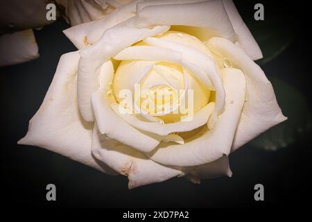 Nahaufnahme einer weißen Rose mit Wassertropfen auf ihren Blütenblättern, vor dunklem Hintergrund. Stockfoto