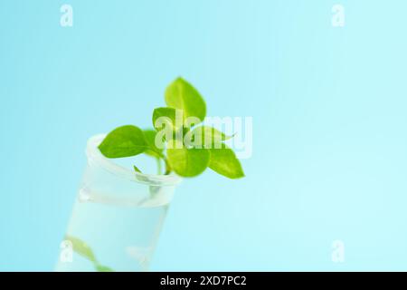 Gentechnisch veränderte Pflanzen getestet. Ökologisches Labor zur Erforschung neuer Methoden der Pflanzenzüchtung auf blauem Hintergrund. Pflanzen im Labor studieren Stockfoto