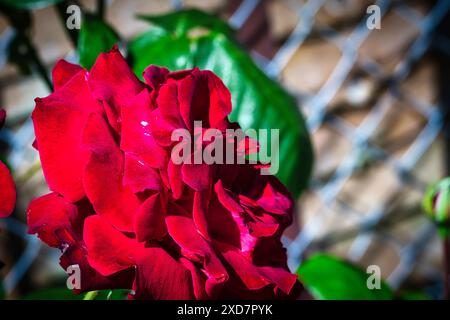 Nahaufnahme einer leuchtenden roten Rose in voller Blüte mit einem verschwommenen Hintergrund aus grünen Blättern und einem Metallzaun. Stockfoto