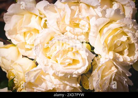 Nahaufnahme eines Straußes weißer Rosen in voller Blüte, mit weichen Blütenblättern und einem warmen Sonnenlicht. Stockfoto