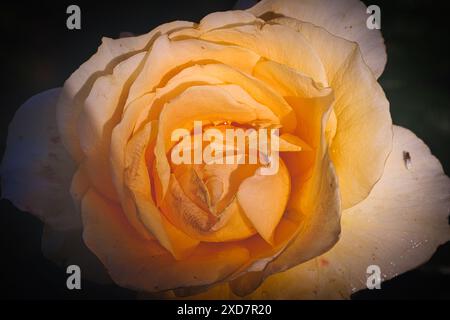 Nahaufnahme einer blühenden gelben Rose mit detaillierten Blütenblättern und einem kleinen Insekt auf einem der Blütenblätter. Stockfoto