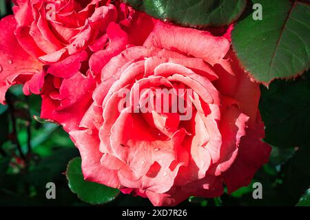 Nahaufnahme einer leuchtenden roten Rose in voller Blüte mit grünen Blättern im Hintergrund. Stockfoto