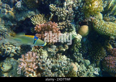 picasso-Trigger-Fische im Roten Meer Stockfoto