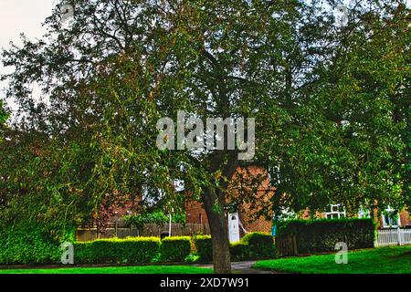 Ein großer Baum mit dichtem Laub vor einem Vorstadthaus. Das Haus hat ein gemauertes Äußere und eine weiße Tür. Es gibt einen gepflegten Rasen und eine W Stockfoto